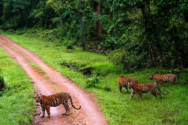 Safari in Bandhavgarh, Kanha, Pench & Tadoba National Parks