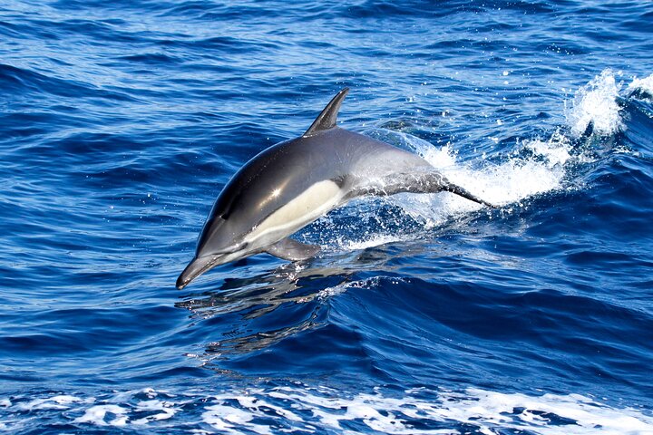 Whale Watching Excursion in Dana Point