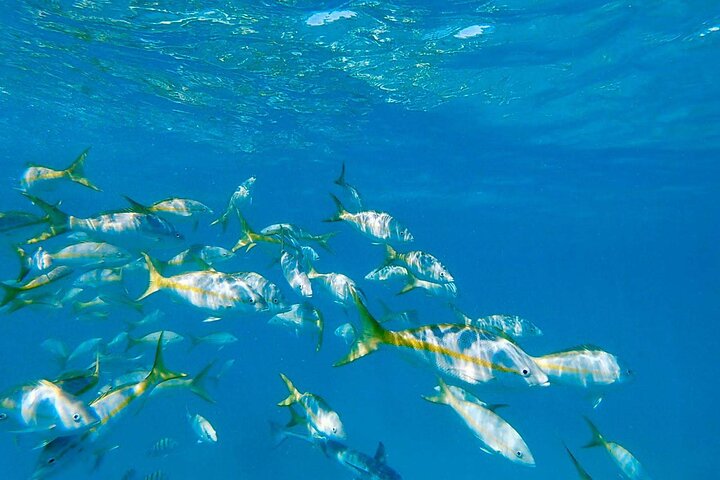 All Inclusive Snorkel and Slide Boat Tour: Icacos or Vieques