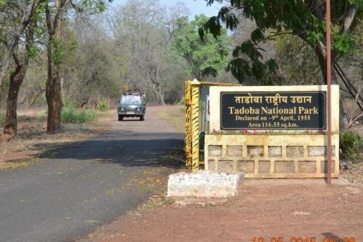 Safari in Bandhavgarh, Kanha, Pench & Tadoba National Parks