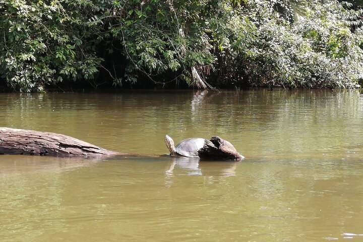 Tortuguero National Park Canal Tour with Canoe
