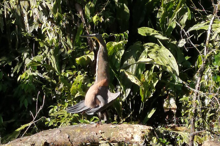 Tortuguero National Park Canal Tour with Canoe