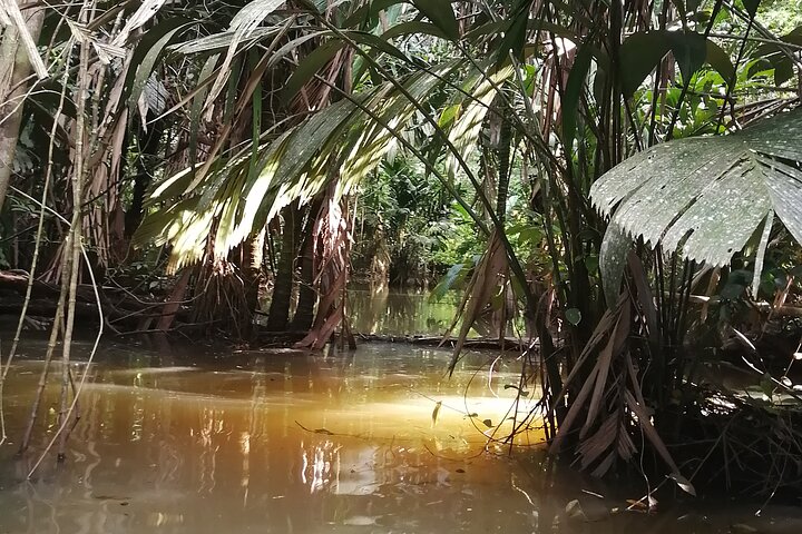 Tortuguero National Park Canal Tour with Canoe