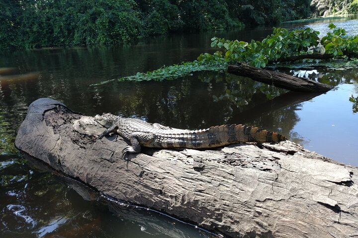 Tortuguero National Park Canal Tour with Canoe