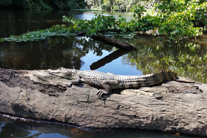 Tortuguero National Park Canal Tour with Canoe