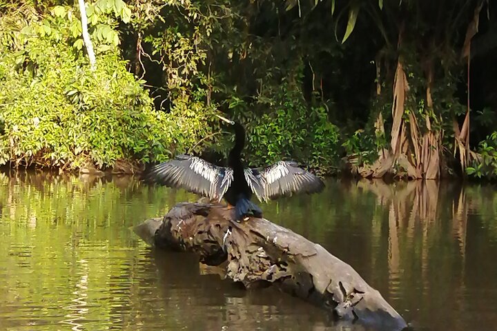 Tortuguero National Park Canal Tour with Canoe