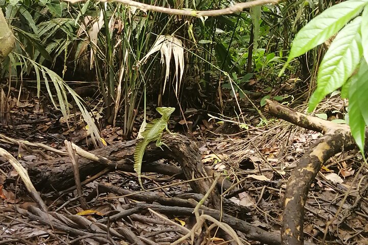 Tortuguero National Park Canal Tour with Canoe