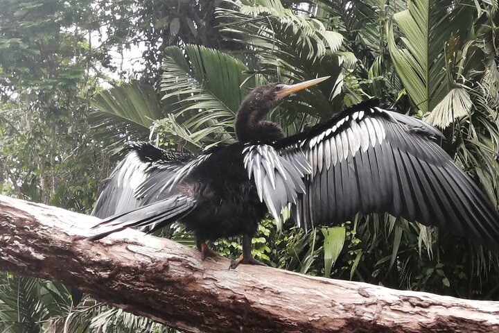 Tortuguero National Park Canal Tour with Canoe
