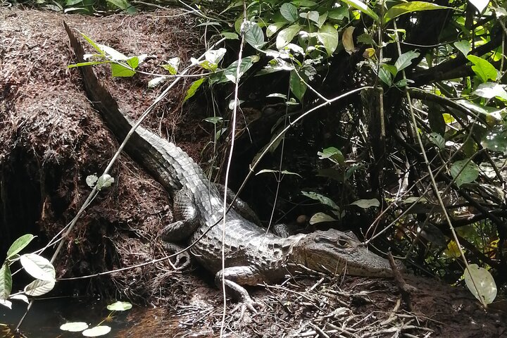 Tortuguero National Park Canal Tour with Canoe