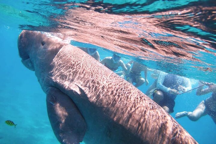 Marsa Mubarak snorkeling with dugong and turtles - marsaalam