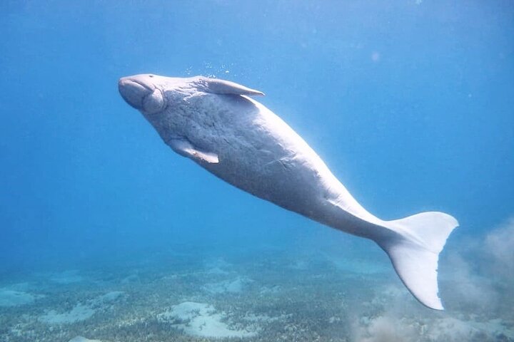 Marsa Mubarak snorkeling with dugong and turtles - marsaalam