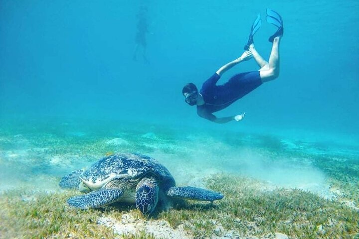 Marsa Mubarak snorkeling with dugong and turtles - marsaalam
