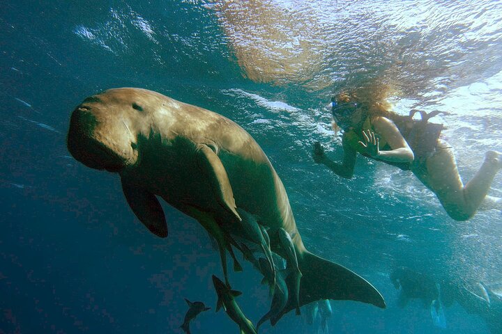 Marsa Mubarak snorkeling with dugong and turtles - marsaalam