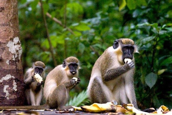 Full-Day Natural Heritage Tour in Barbados with Lunch