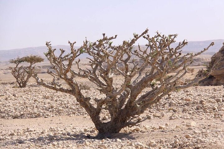 Half-Day Private Tour of Salalah West