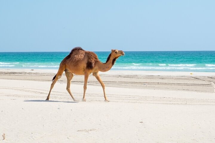 Half-Day Private Tour of Salalah West