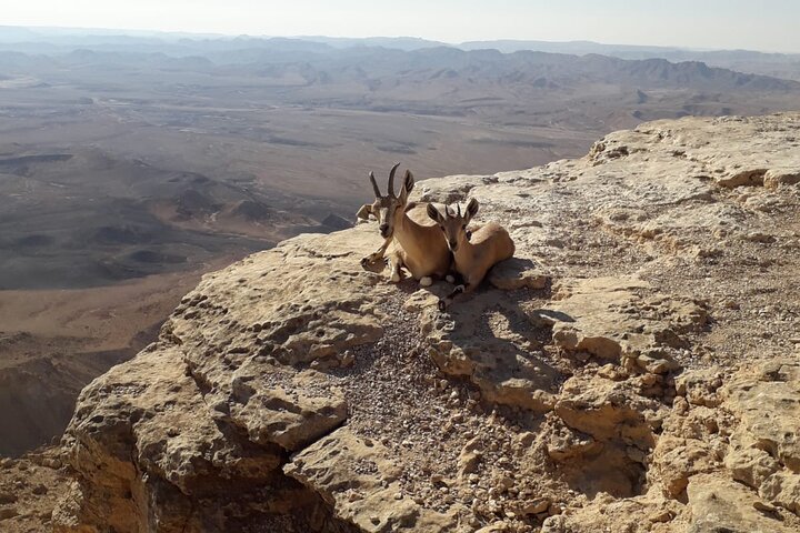 Rappelling Down the Ramon Crater Cliff