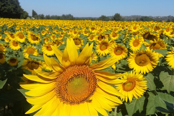 Luberon, Roussillon & Gordes Half-Day Tour from Avignon