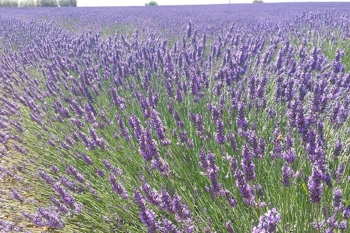 Luberon, Roussillon & Gordes Half-Day Tour from Avignon
