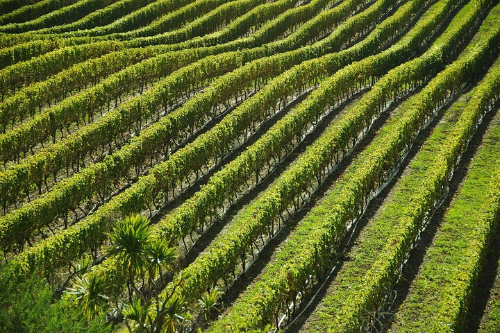 Sant'Agata de' Goti wine tasting and cooking class experience