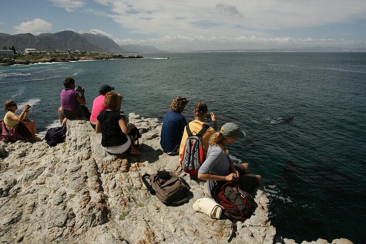 Hermanus Land based Whale Tour with Dave de Beer