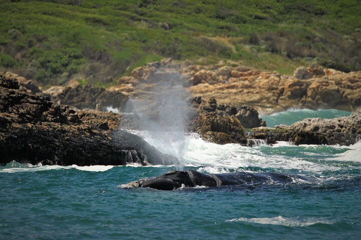 Hermanus Land based Whale Tour with Dave de Beer