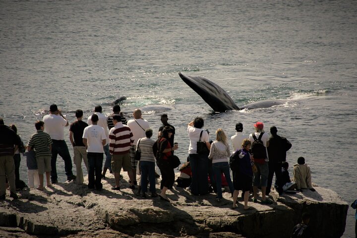 Hermanus Land based Whale Tour with Dave de Beer
