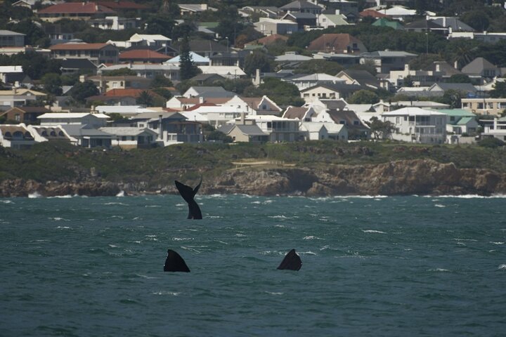Hermanus Land based Whale Tour with Dave de Beer