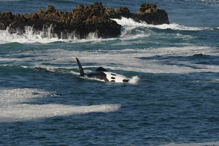 Hermanus Land based Whale Tour with Dave de Beer
