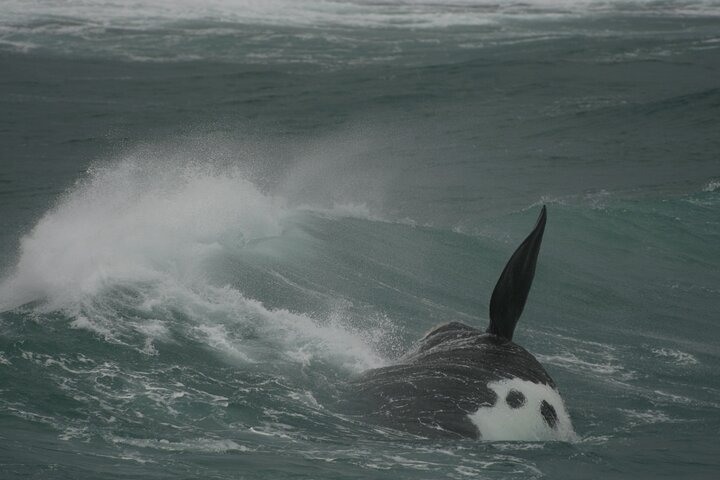 Hermanus Land based Whale Tour with Dave de Beer