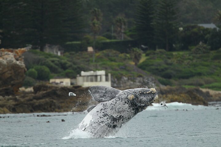 Hermanus Land based Whale Tour with Dave de Beer