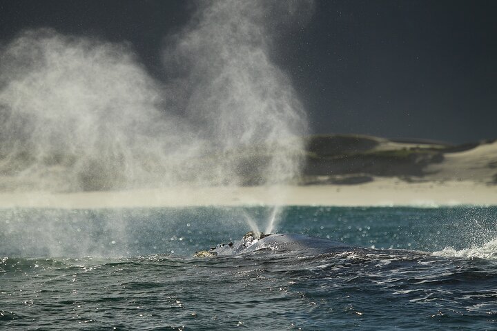 Hermanus Land based Whale Tour with Dave de Beer
