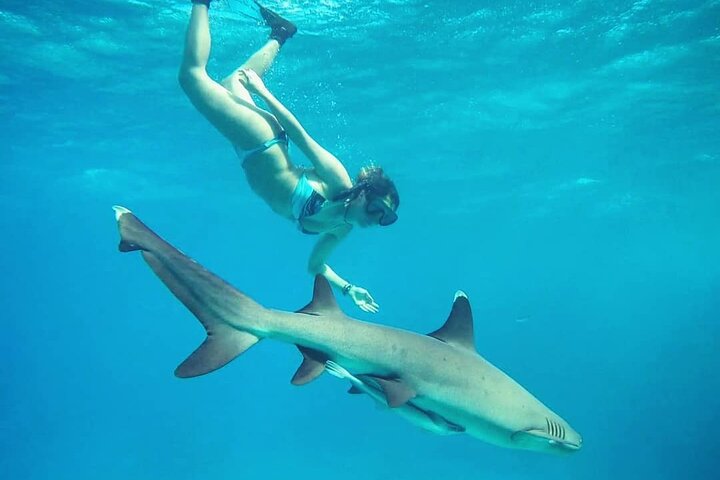 Ultimate Encounter Snorkel with Sharks in Fiji