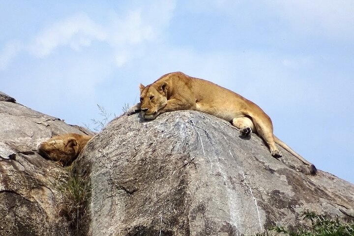 3-Day Ngorongoro Crater Manyara and Tarangire Safari from Arusha