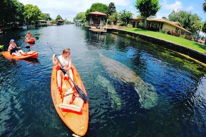 Three Sisters Springs Kayak And Swim Eco-Tour Crystal River