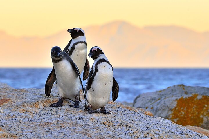 Half Day Boulders Penguins and Cape Point Small Group Tour