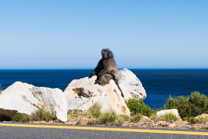 Half Day Boulders Penguins and Cape Point Small Group Tour