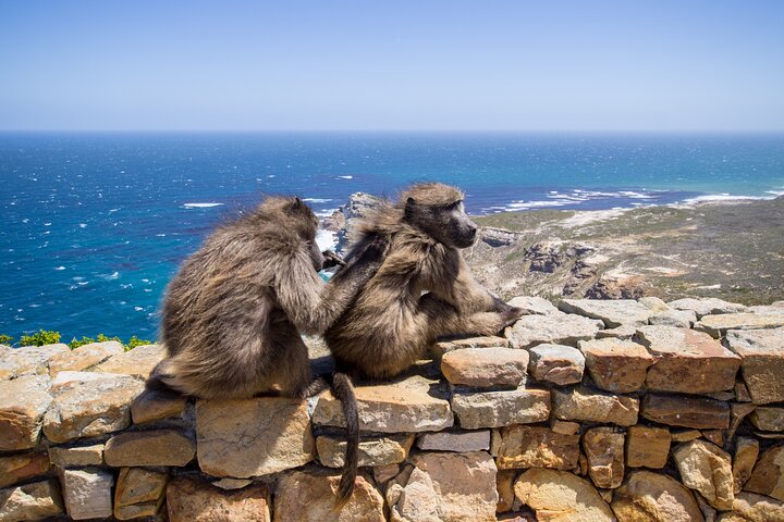 Table Mountain, Penguins & Cape Point Group Tour from Cape Town