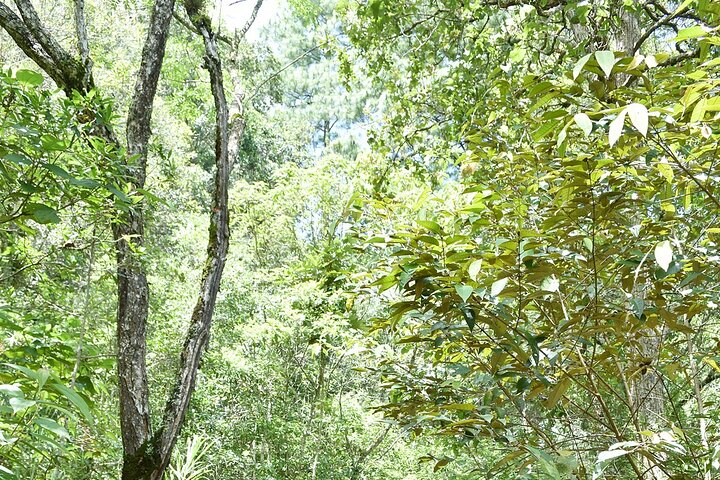 Private Guided ATV experience in Honduras with snacks