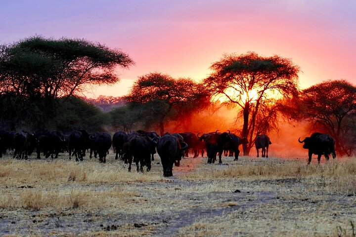 3-Day Ngorongoro Crater Manyara and Tarangire Safari from Arusha