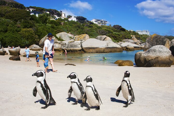 Half Day Boulders Penguins and Cape Point Small Group Tour