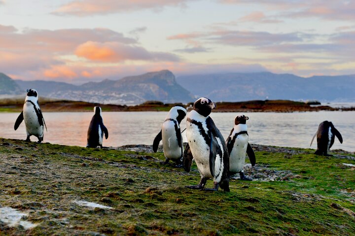 Half Day Boulders Penguins and Cape Point Small Group Tour
