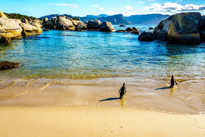 Half Day Boulders Penguins and Cape Point Small Group Tour