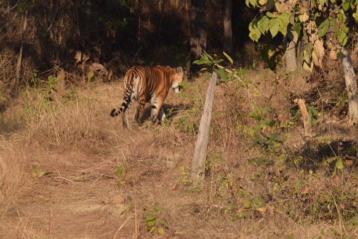 Safari in Bandhavgarh, Kanha, Pench & Tadoba National Parks
