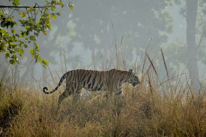Tiger & Temple
