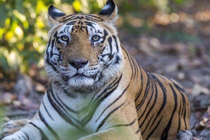 Tiger & Temple
