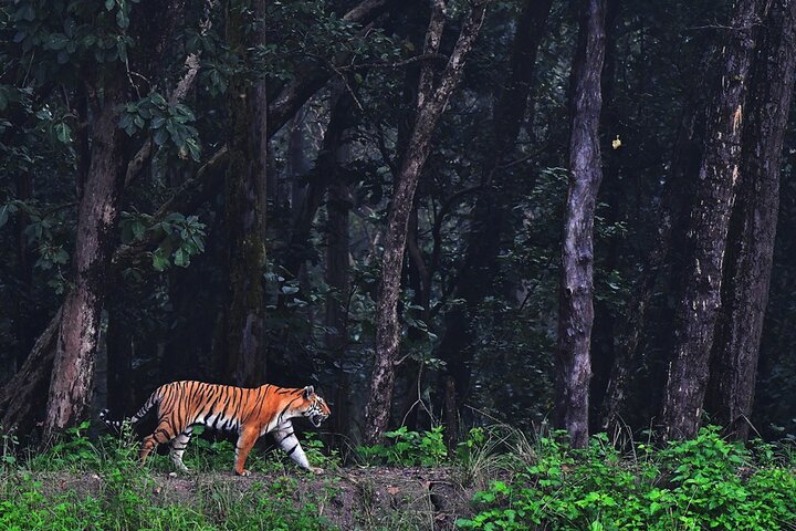 Tiger & Temple