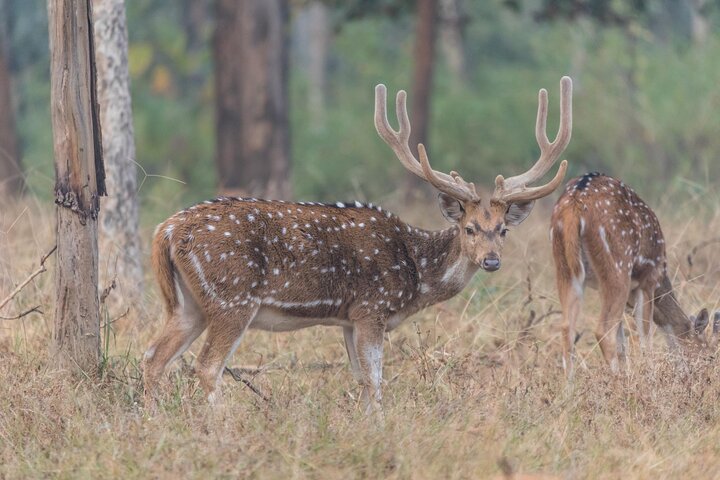 Safari in Bandhavgarh, Kanha, Pench & Tadoba National Parks