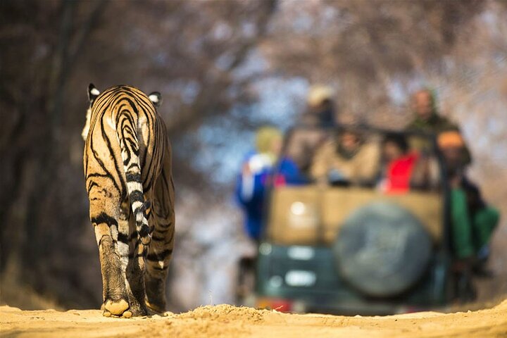 Safari in Bandhavgarh, Kanha, Pench & Tadoba National Parks