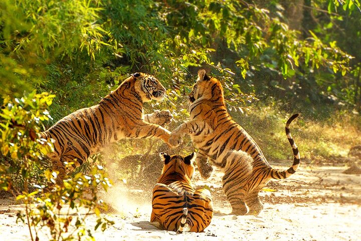 Safari in Bandhavgarh, Kanha, Pench & Tadoba National Parks